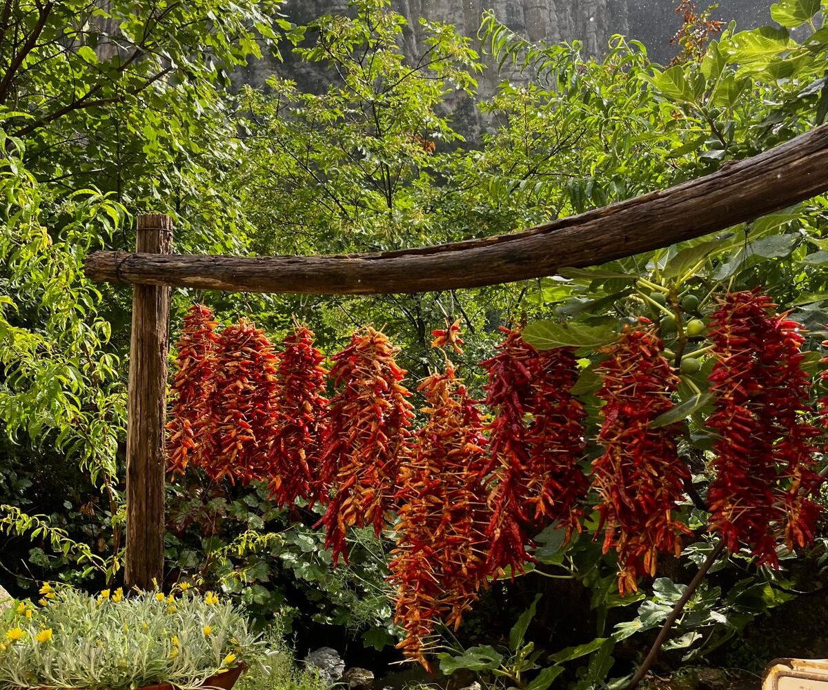 Bunches of red chili peppers hanging to dry on a traditional wooden pergola.